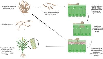 Dual-RNA-sequencing to elucidate the interactions between sorghum and Colletotrichum sublineola